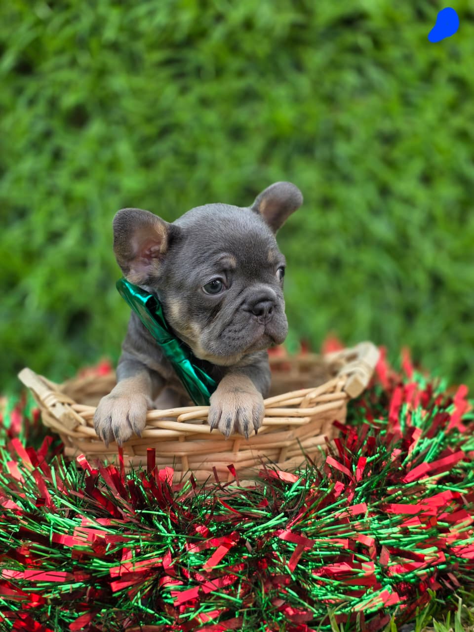 Available French Bulldog Puppy 1